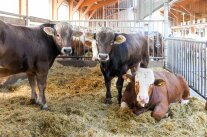 Ein Fleckviehbulle und zwei Braunviehbullen in einer Strohbox