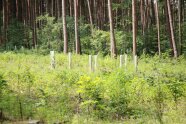 Blick auf eine Forstkultur mit Wuchshüllen