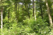 Viele Baumarten auf kleiner Fläche: So sieht der klimastabile Zukunftswald aus.