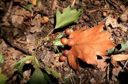 Das Laub und die Früchte einer noch sehr seltenen, heimischen Baumart: die Elsbeere (sorbus torminalis)
