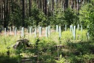 Blick auf eine Forstkultur mit Tonkinstäben und Wuchshüllen