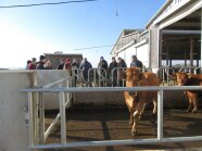 Mehrere Personen an einem Stall mit Kühen