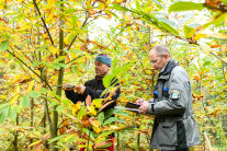 Zwei Mitarbeiter der LWF messen den Stammdurchmesser von jungen Esskastanien im Herbst.