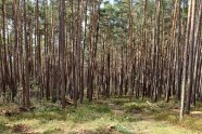 Der abgesteckte Wendehammer und im Hintergrund der umbaubedürftige Kiefernwald.