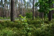 Kiefernwald mit gepflanzten kleinen Bäumen