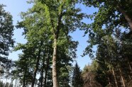 Zerreichen Bestand Stadtwald Greding Forschungsprojekt
