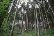 Fichten-Douglasien Erntebestand bei Absberg