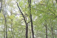 robuste Eichen (Mitte links), gemischt mit seltener Elsbeere (Mitte rechts)