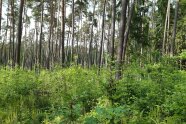 Buchenpflanzung unter alten Kiefern