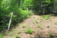 links im Zaun mannshohe Buchennaturverjüngung - rechts außer Zaun vereinzelte Buchenbüsche