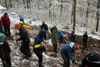 Mehrere Menschen stehen an einem Hang und pflanzen Bäume. Unter anderem Traubeneiche, Edelkastanie und Feldahorn.