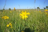 Feld mit Blumen