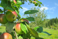 Ast mit Äpfeln auf einer Streuobstwiese