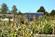 Mais im Hausgarten mit Photovoltaik auf Dach im Hintergrund