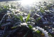 Pflanze im Schnee