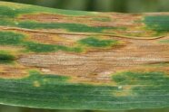 Septoria Tritici