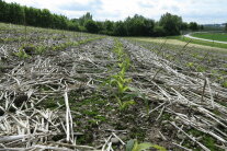 Feld mit jungen Maispflanzen zwischen Stroh der Vorfrucht