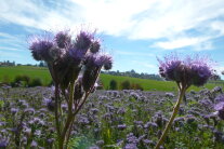 lila blühende Phacelia