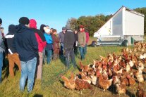 Besucher auf einem Feld mit mobiler Hühnerhaltung