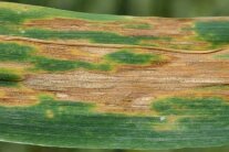 Septoria Tritici