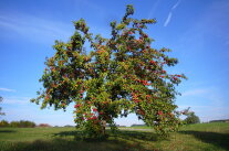 EIn Apfelbaum auf einem Feld