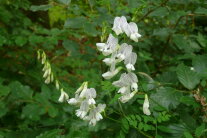 traubiger Blütenstand der Waldwicke mit weißen