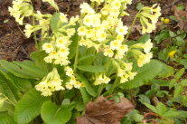 Schlüsselblume