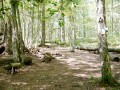liegende Baumstaemme und Holzskulpturen im Wald