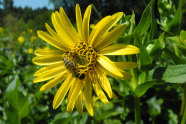 Biene auf Blüte einer durchwachsenen Silphie