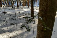 Detailaufnahme der Knoten eines Weiserzangeflechts im Schnee