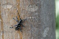 Asiatischer Laubholzkäfer auf Baumrinde
