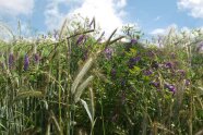 Feld mit Roggen und Blühpflanzen