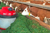 Kühe in Laufstall fressen Gras, daneben Fütterungsroboter 