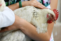 Mädchen hält Huhn auf dem Arm