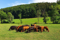 Herde mit Mutterkühen und Kälbern auf der Weide