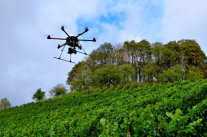 Drohne über einem Weinberg